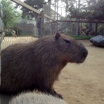 My What Big Teeth You Have, Capybara