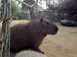 My What Big Teeth You Have, Capybara