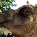 A Camel's Eye
