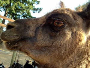 A Camel's Eye
